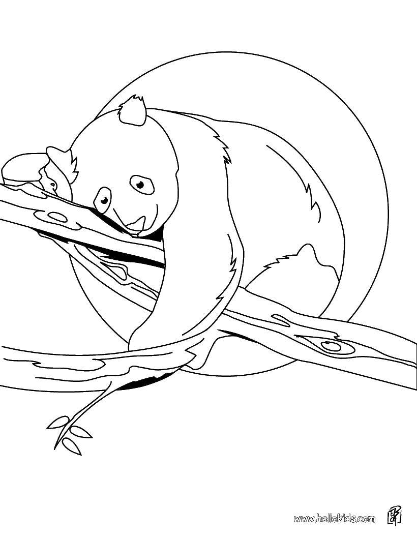 Раскраска дерева панда (дерево, панда, подарок)