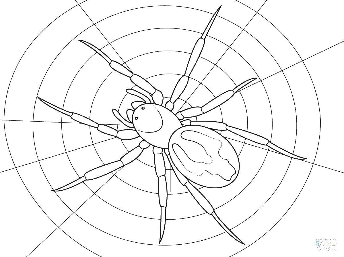 Раскраски пауки паук для мальчиков (паук)