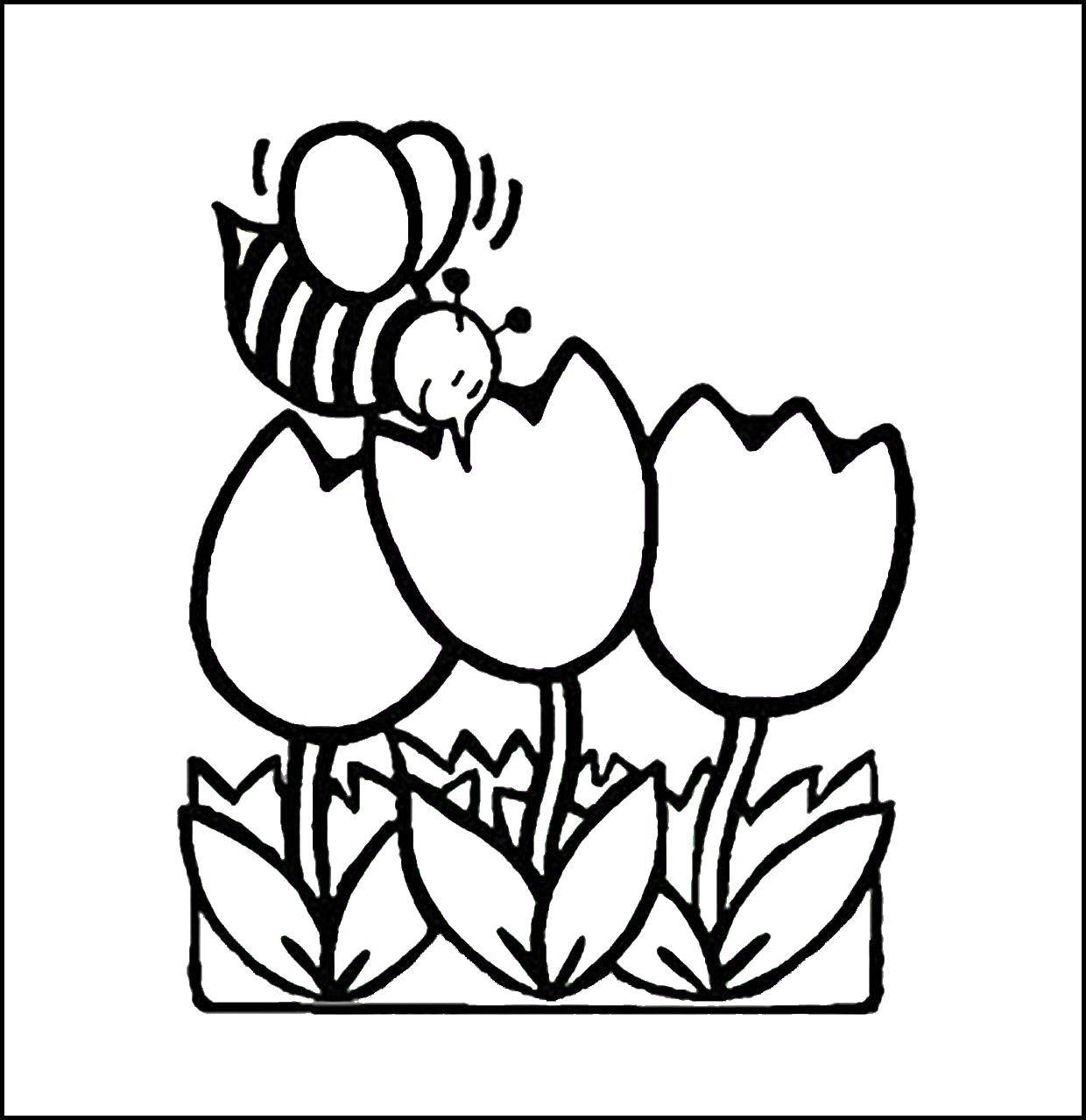 Раскраски для малышей Цветы, тюльпаны (тюльпаны)