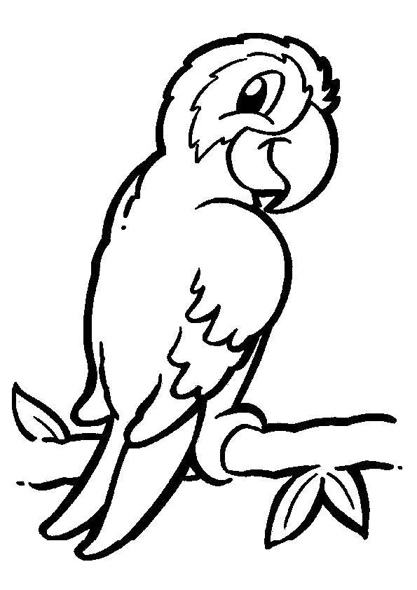Раскраска попугая на ветке (попугай, ветка)