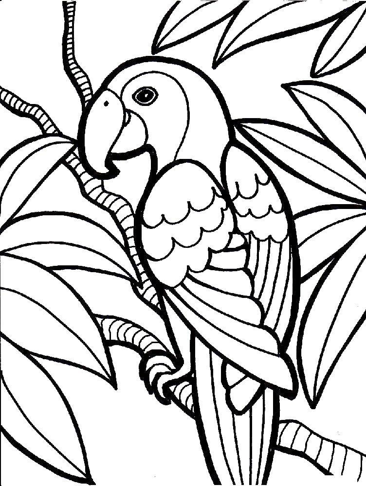 Раскраска попугая Птицы для детей (попугай)