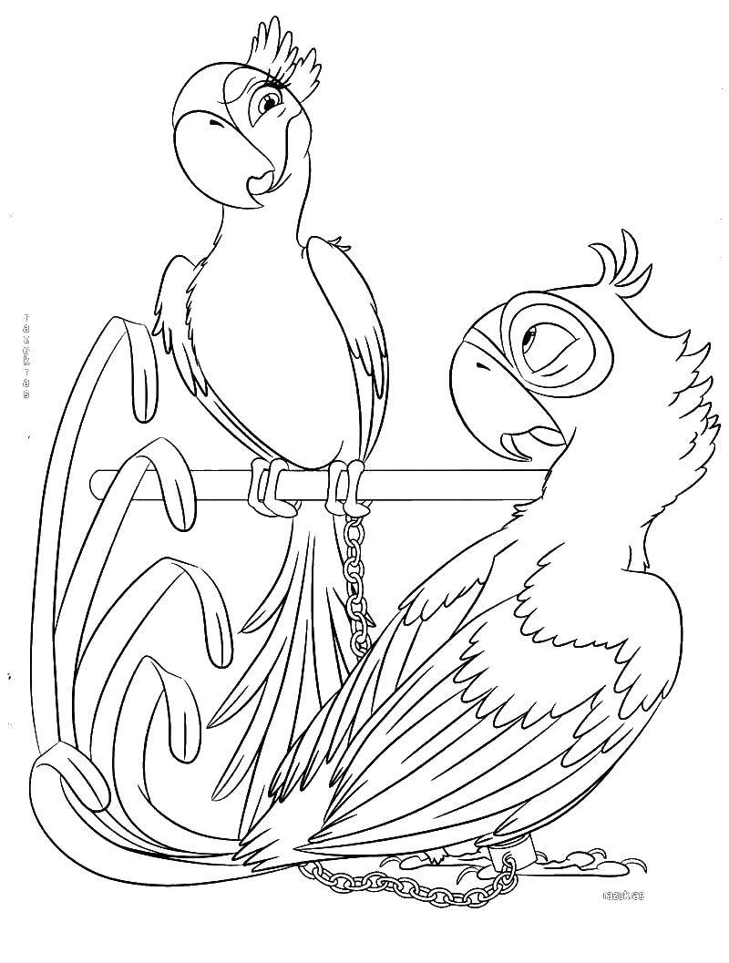 Раскраска Попугай Птицы для детей (попугай, развивающая)