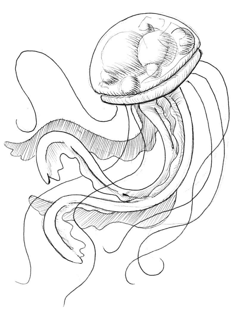 Раскраска медузы в морском подводном мире для детей (медуза)