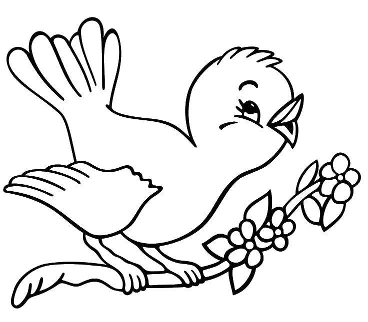 Раскраски Птицы птицы на ветке с птичками для детей (птицы)