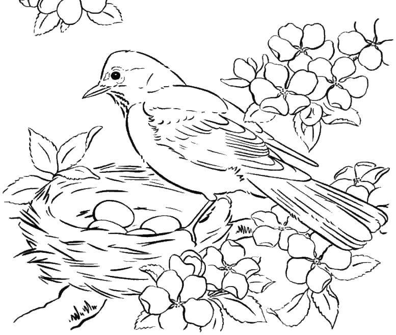 Раскраски с изображениями птиц, яиц и гнезд для детей (птицы, гнезда)