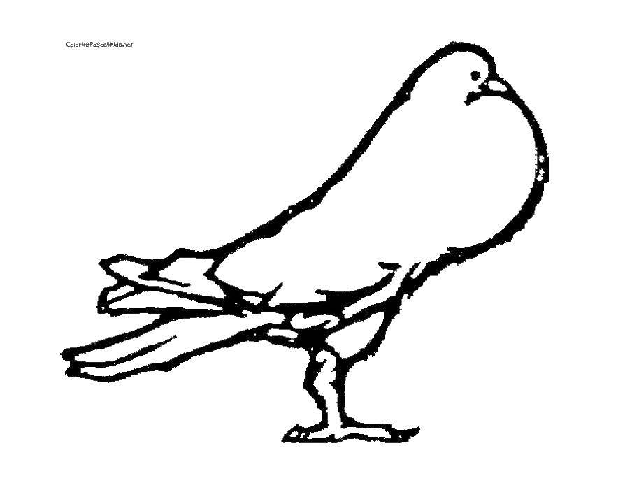 Раскраски птицы: контуры и шаблоны для детей (контуры, шаблоны)