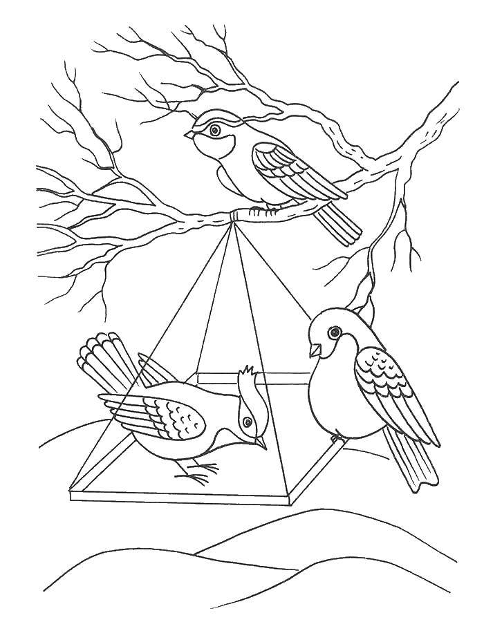 Раскраски птицы на кормушке для детей и взрослых (Кормушка)