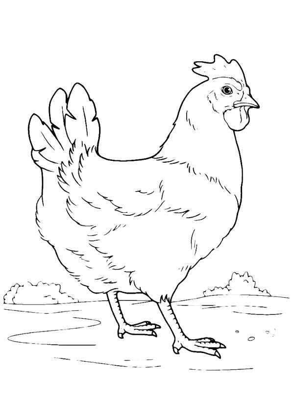 Раскраски домашних животных Курица для детей (Курица)