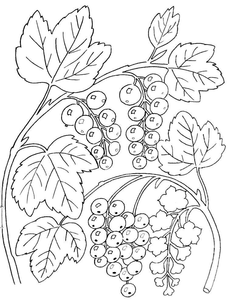 Раскраска с ягодами смородины для детей (Смородина, Картинки)