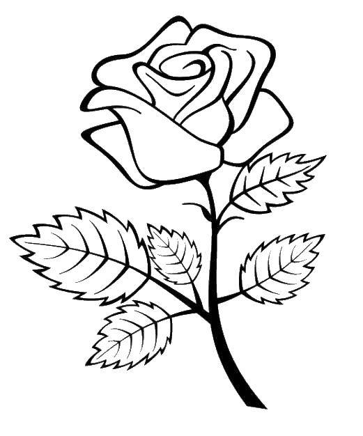 Раскраска цветы розы для детей (розы)