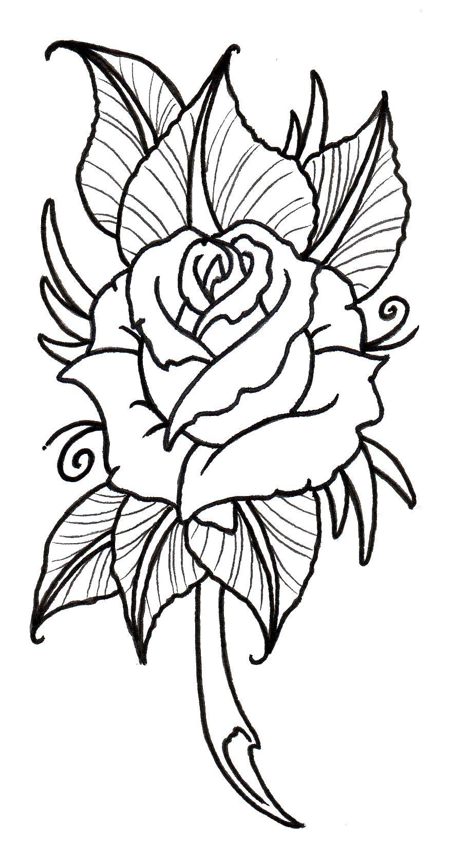 Раскраска контуры розы Роза (роза)