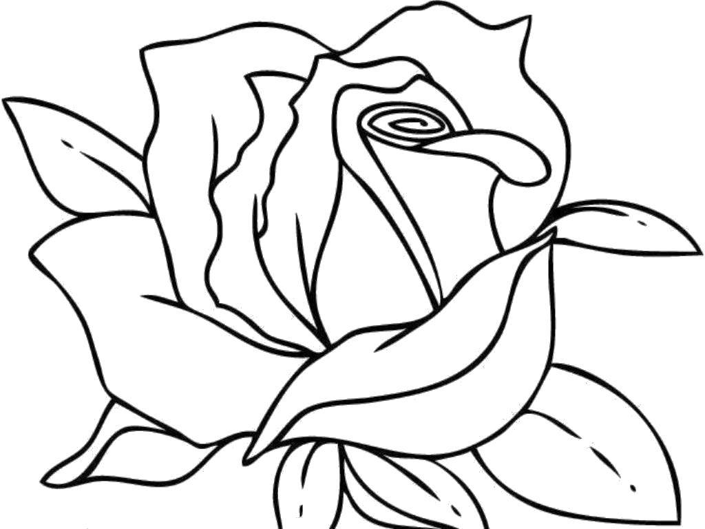 Раскраски цветов и роз - бесплатно скачать распечатать (розы, дети)