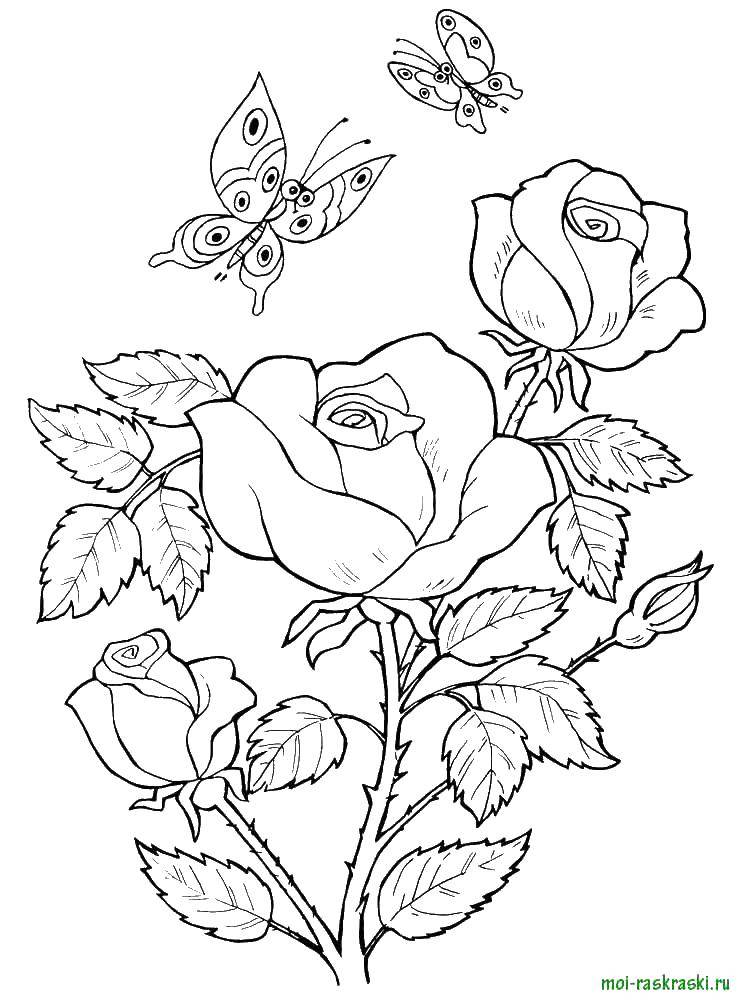 Раскраски цветы Роза - скачивайте бесплатно и распечатывайте для раскрашивания (Роза, раскрашивание)