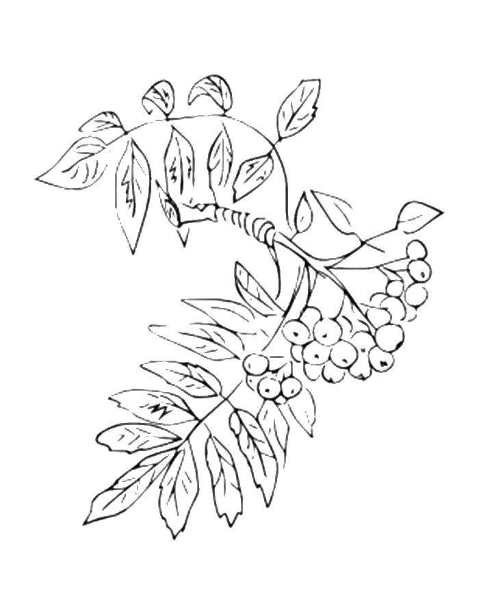 Раскраски рябины с изображением листьев и ягод (рябина, листья, ягоды)