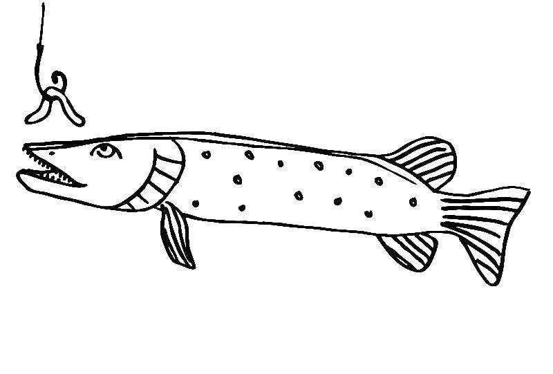 Картинки раскраски рыбы щука (46 фото)