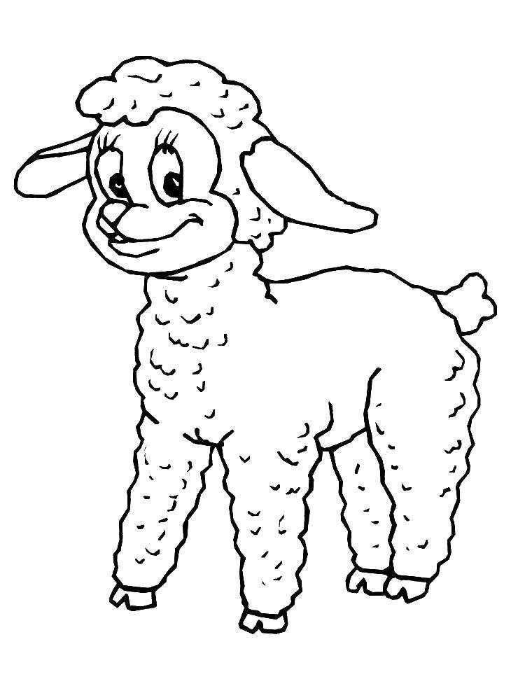 Раскраска домашней овечки для детей (овечка, животные)