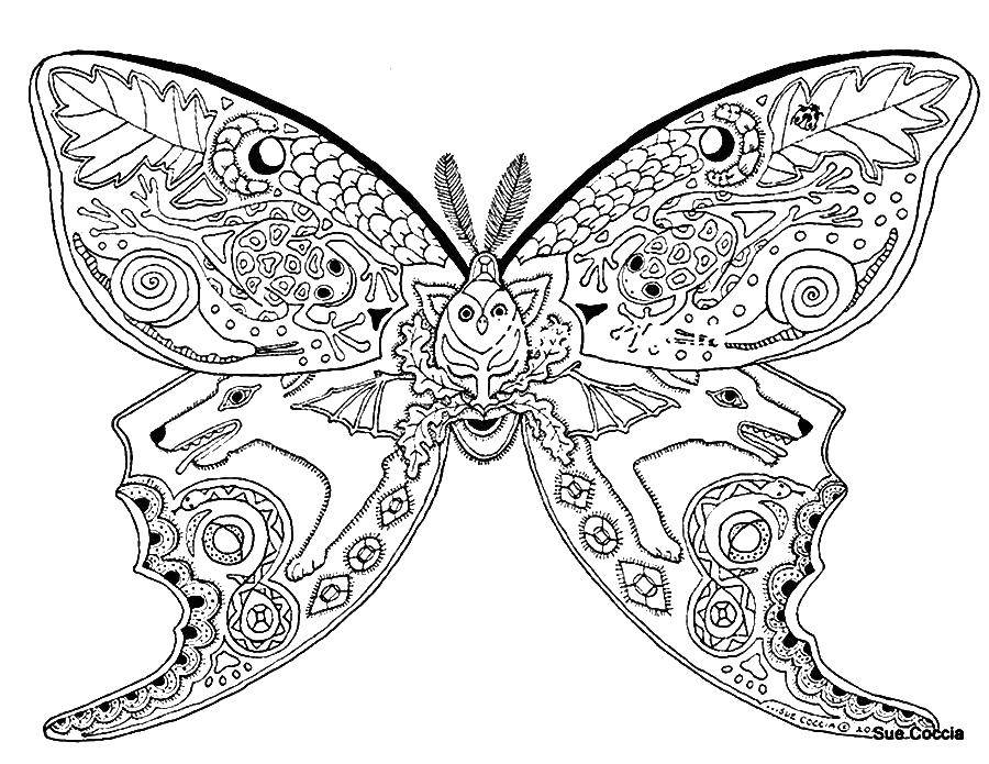 Раскраска Сказки сказки, бабочка (бабочка)
