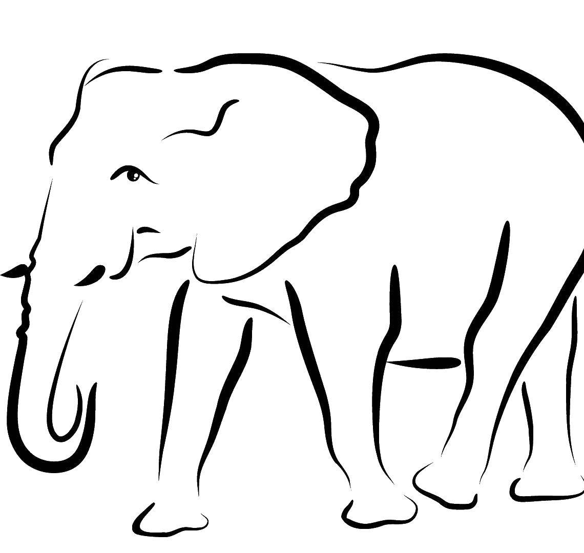 Раскраска с контурами животных слон (контуры, слон)
