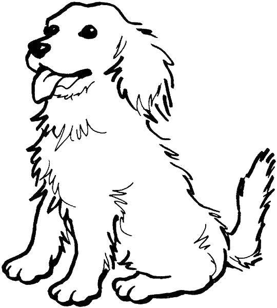 Раскраска собака щенок (собаки, щенки)
