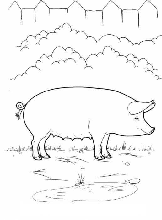 Раскраски домашних животных - свинья на лужайке возле кустарника (свинья, развивающие)