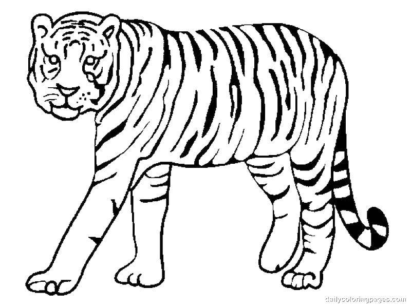 Раскраска тигра для детей (тигр, животные)