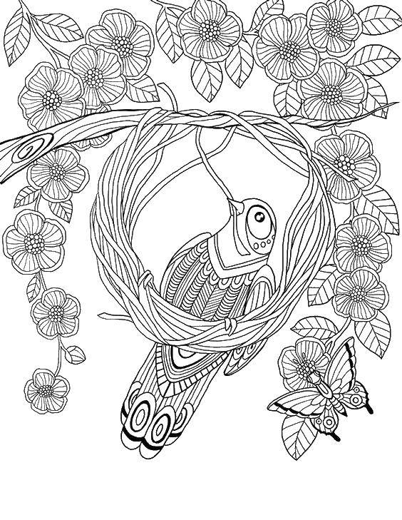 Раскраска антистресс с птичками (антистресс, цветочки)