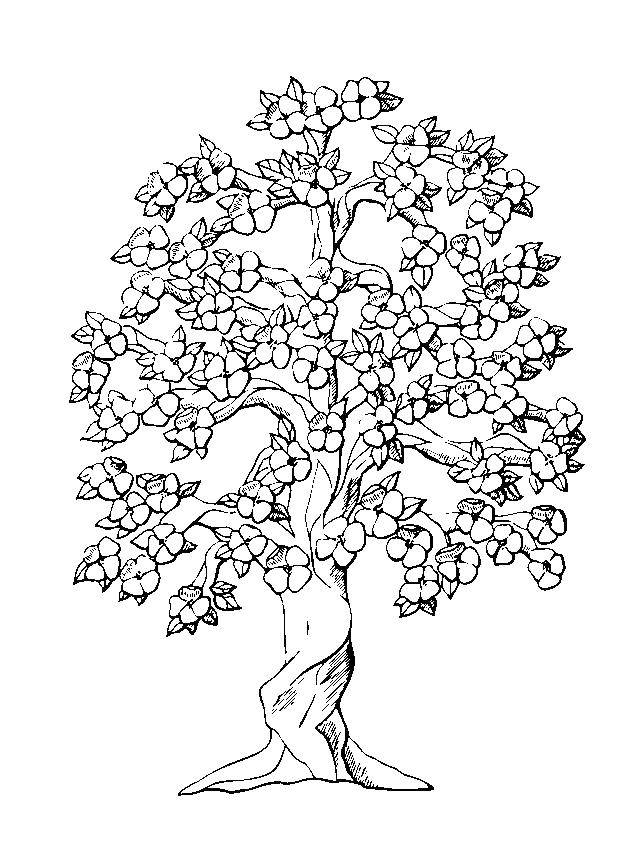 Раскраска весеннего дерева для детей (весна, дерево)
