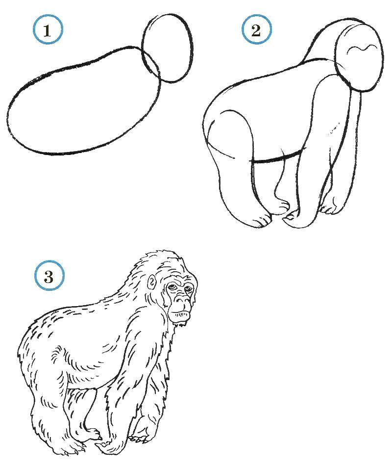Обезьянка на раскраске (поэтапно, обезьянка)