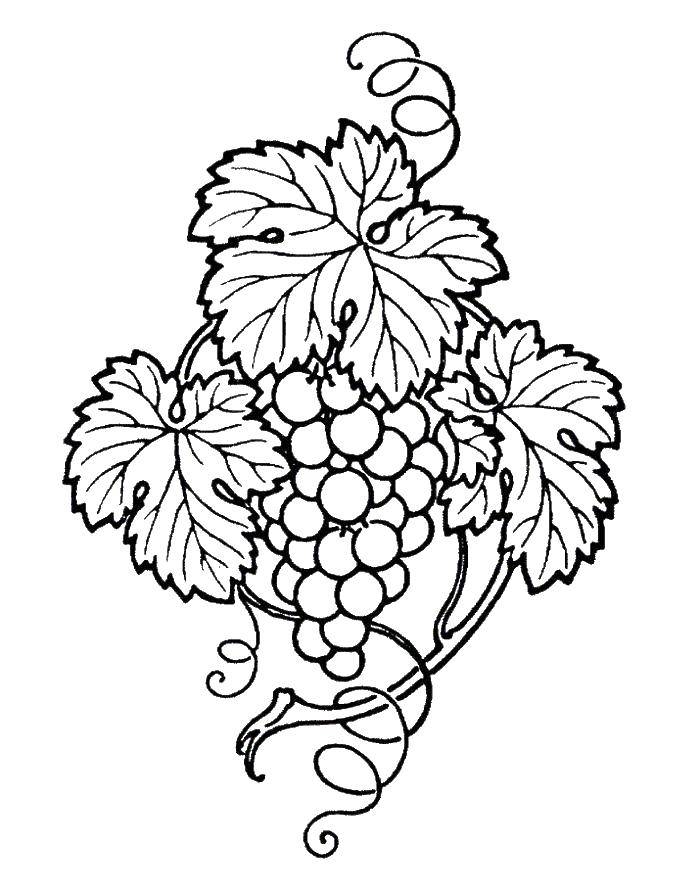 Раскраска винограда для детей (виноград)
