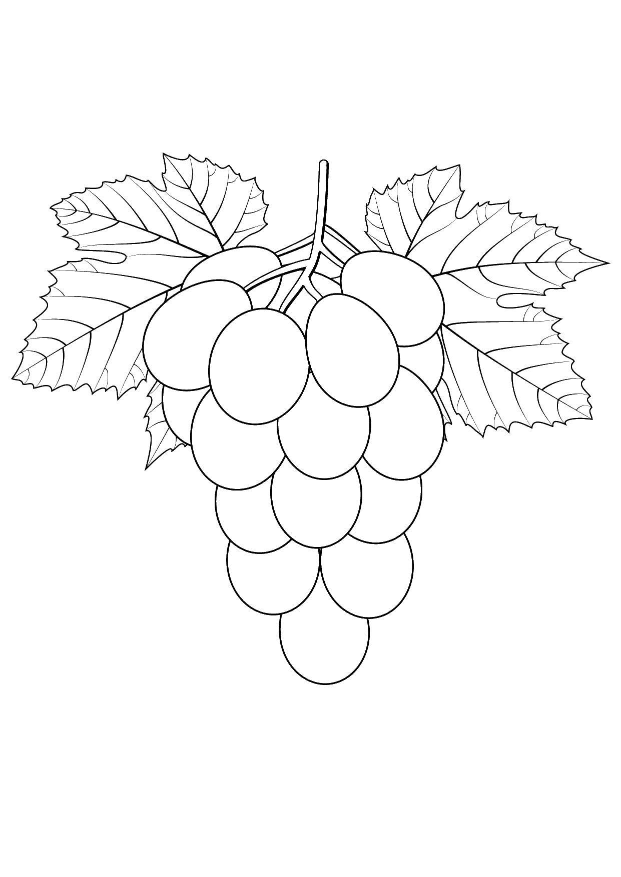 Раскраски с изображением фруктов и винограда для детей - бесплатно скачать и распечатать (виноград)