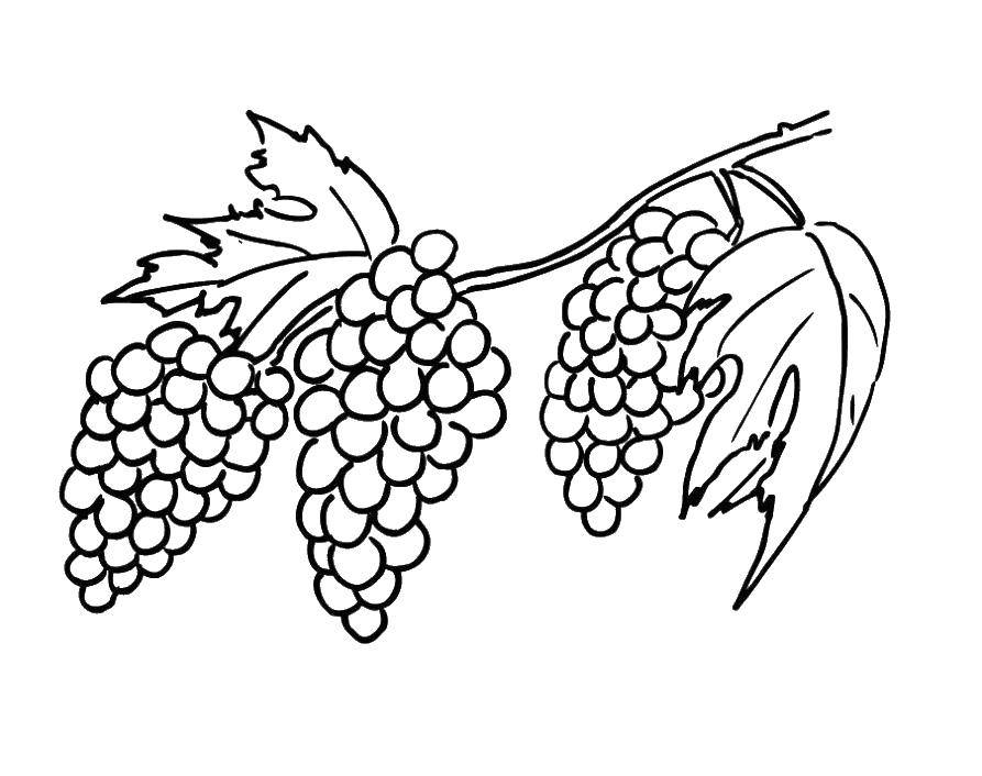 Раскраска с виноградом для детей (виноград)