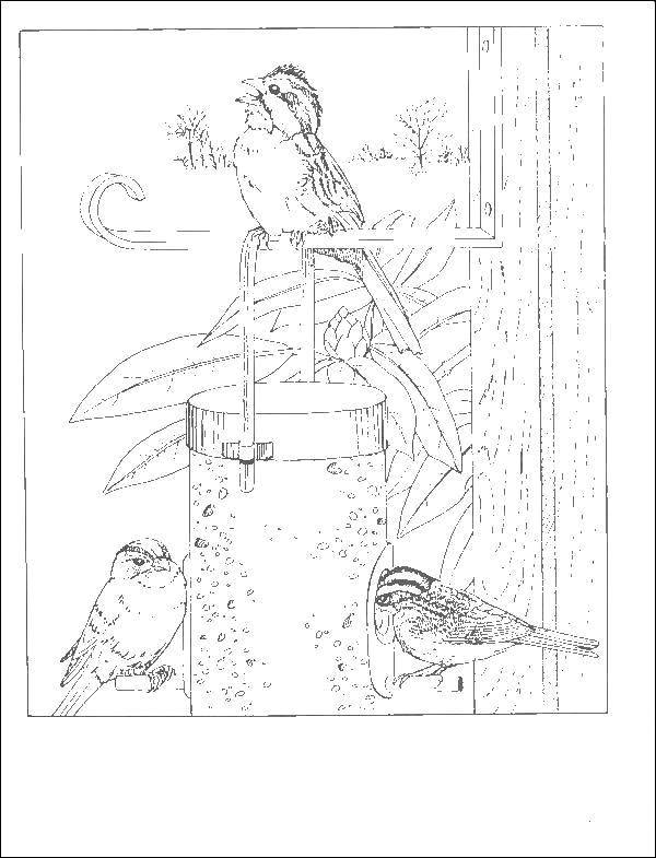 Раскраска птицы воробьи сидящей на ветке (воробьи)