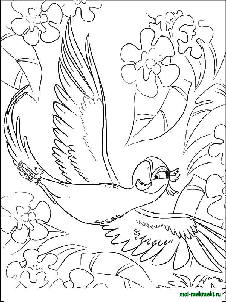 Раскраска рио риоо с попугаем (попугай)