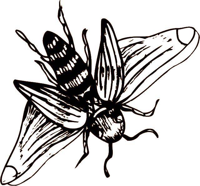 Раскраска контуры насекомые жук для детей (жук)