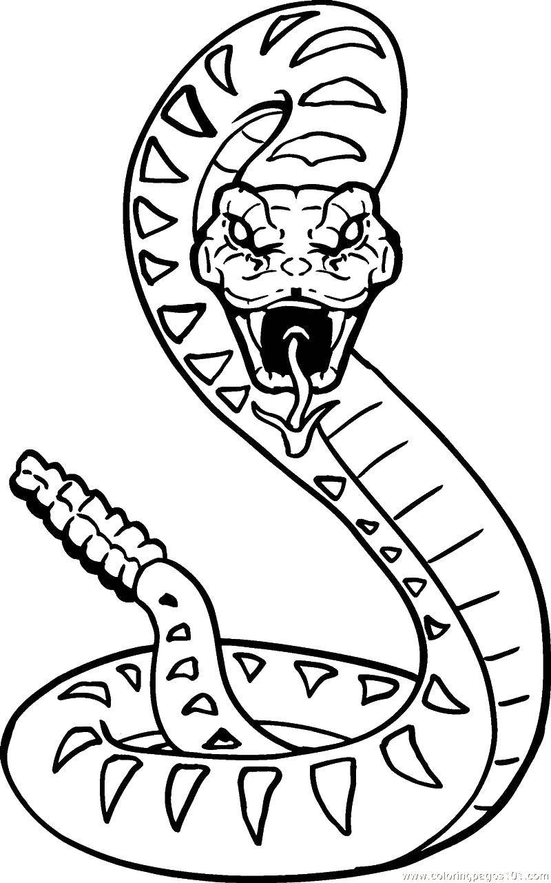 Раскраски змей и рептилий для детей
