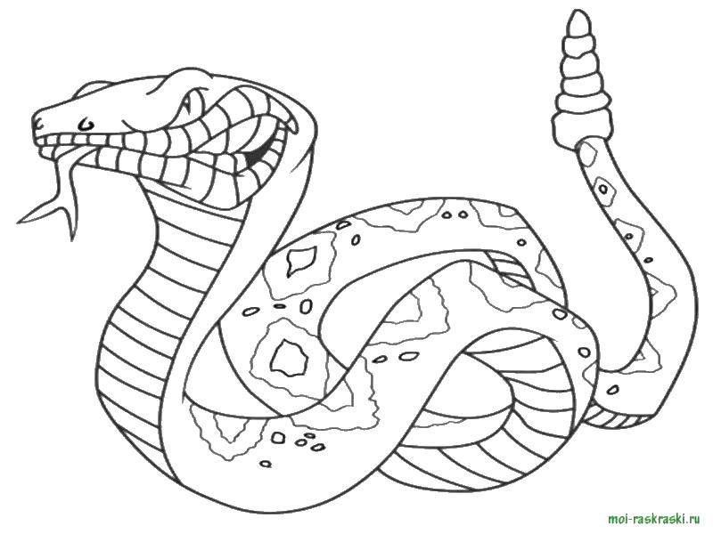 Раскраска змеи Рептилии для детей