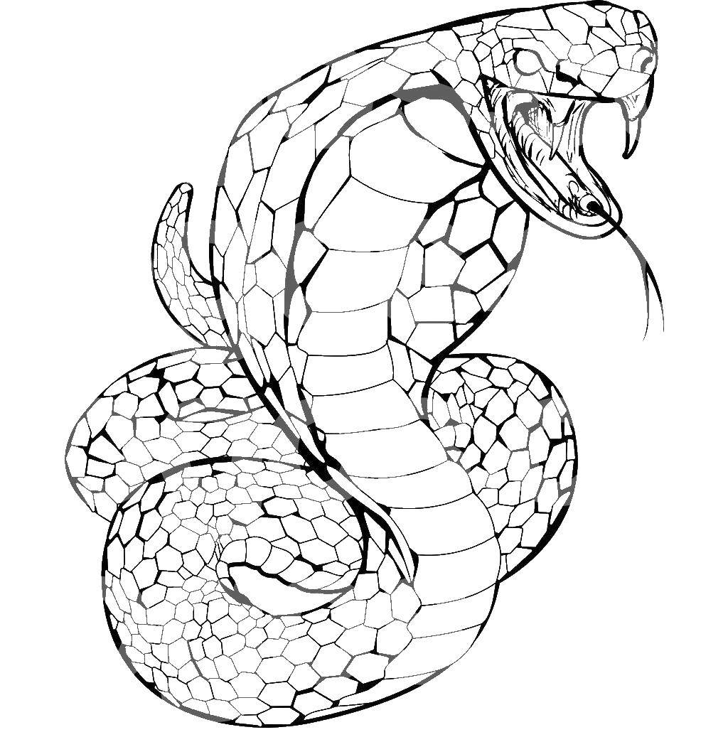 Раскраски Змея змея и другие пресмыкающиеся для детей. Изучайте мир змей и других пресмыкающихся вместе с нами! (Змея)