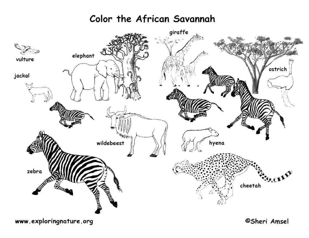 Раскраска и игра с дополненной реальностью Животные Африки