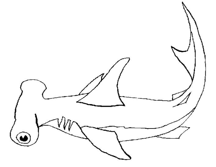 Раскраска Акула Акула - бесплатно распечатайте и раскрасьте (акула)