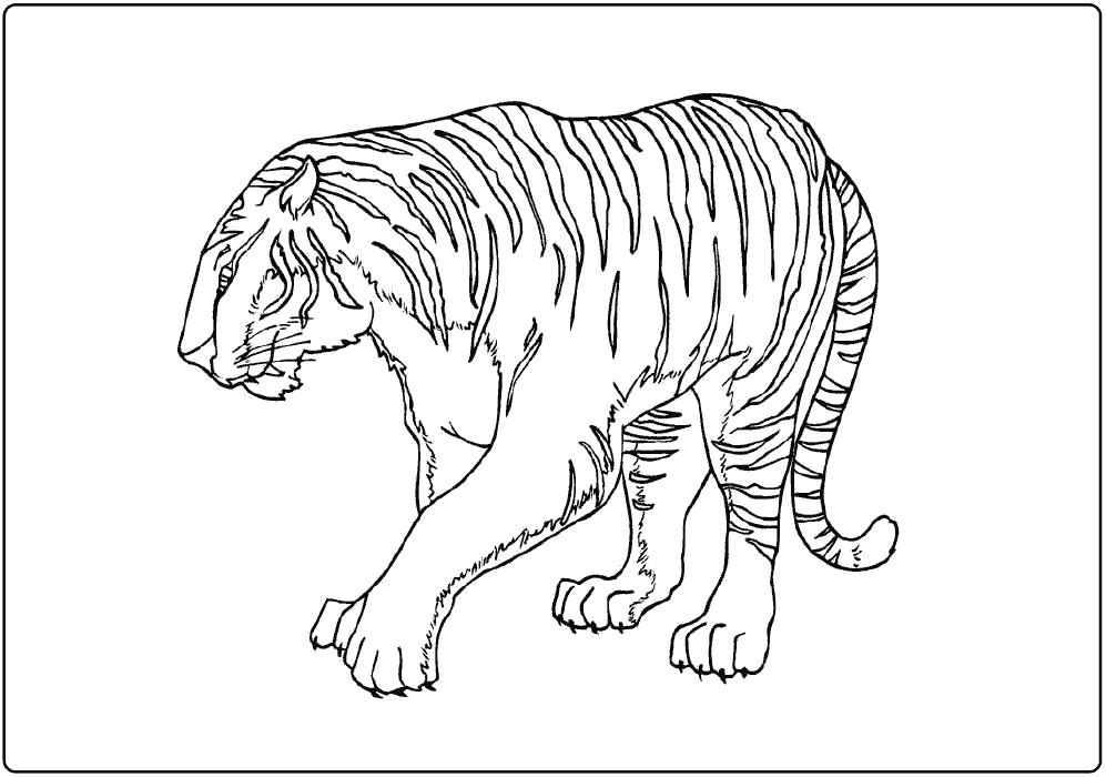 Раскраска Дикие животные Тигр (тигр, животные)