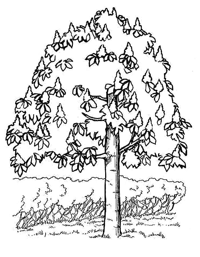 Раскраски с контурами деревьев для детей (контуры)