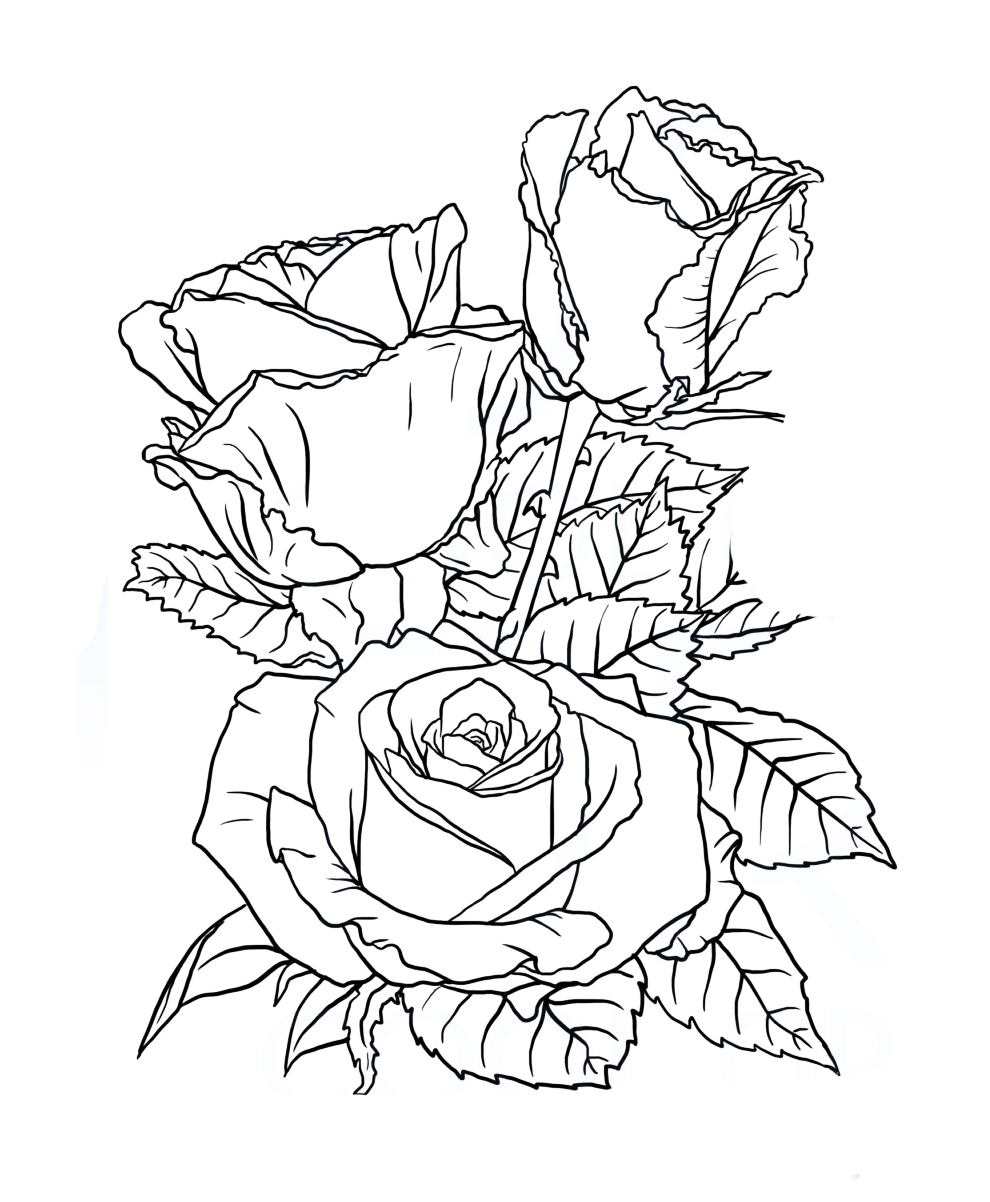 Раскраска с красивой розой для мальчиков и девочек (розы)