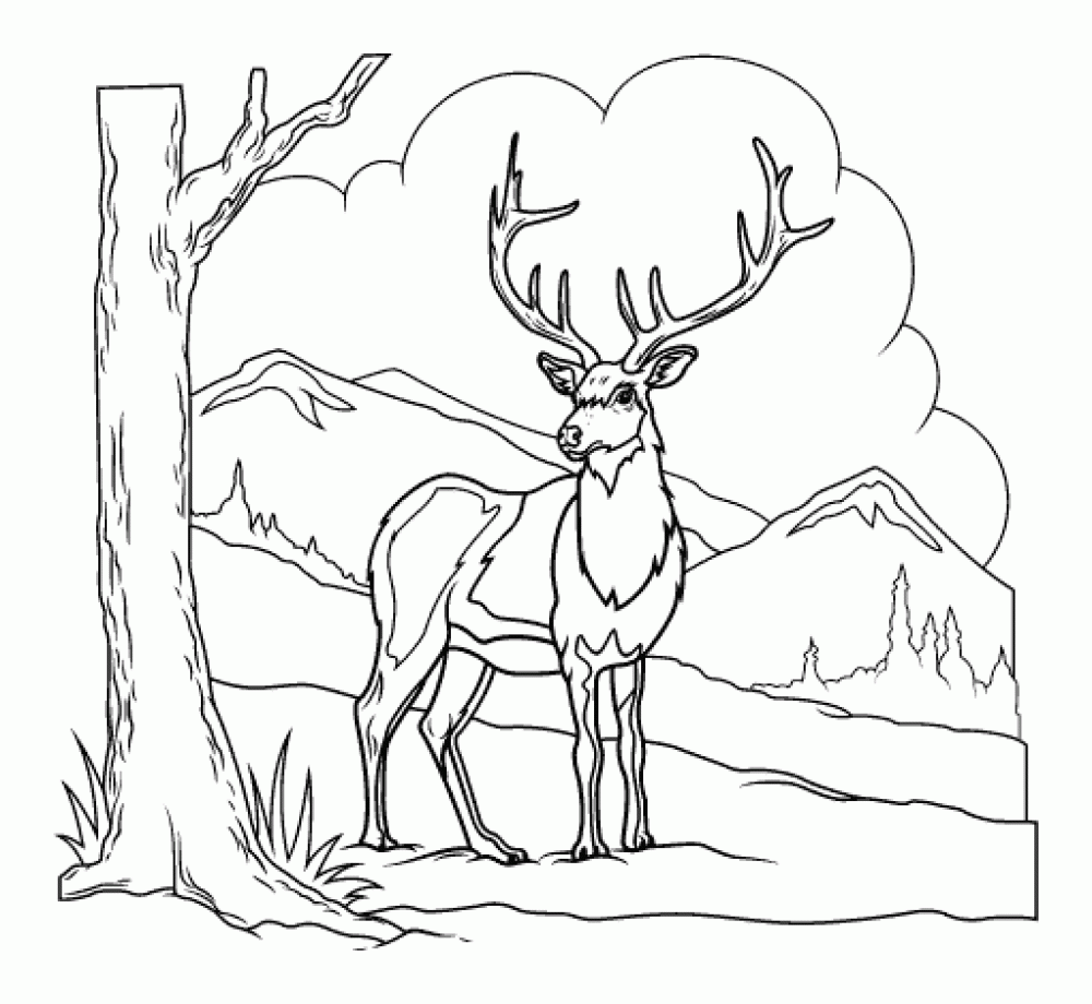 Раскраска лесных животных (животные)