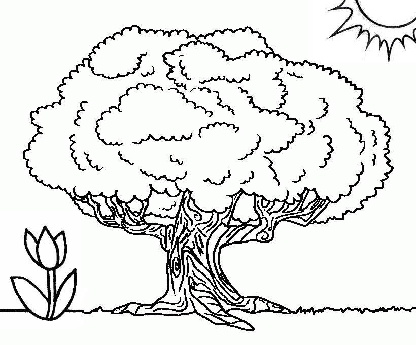 Раскраска Самое большое дерево баобаб (развивающие)