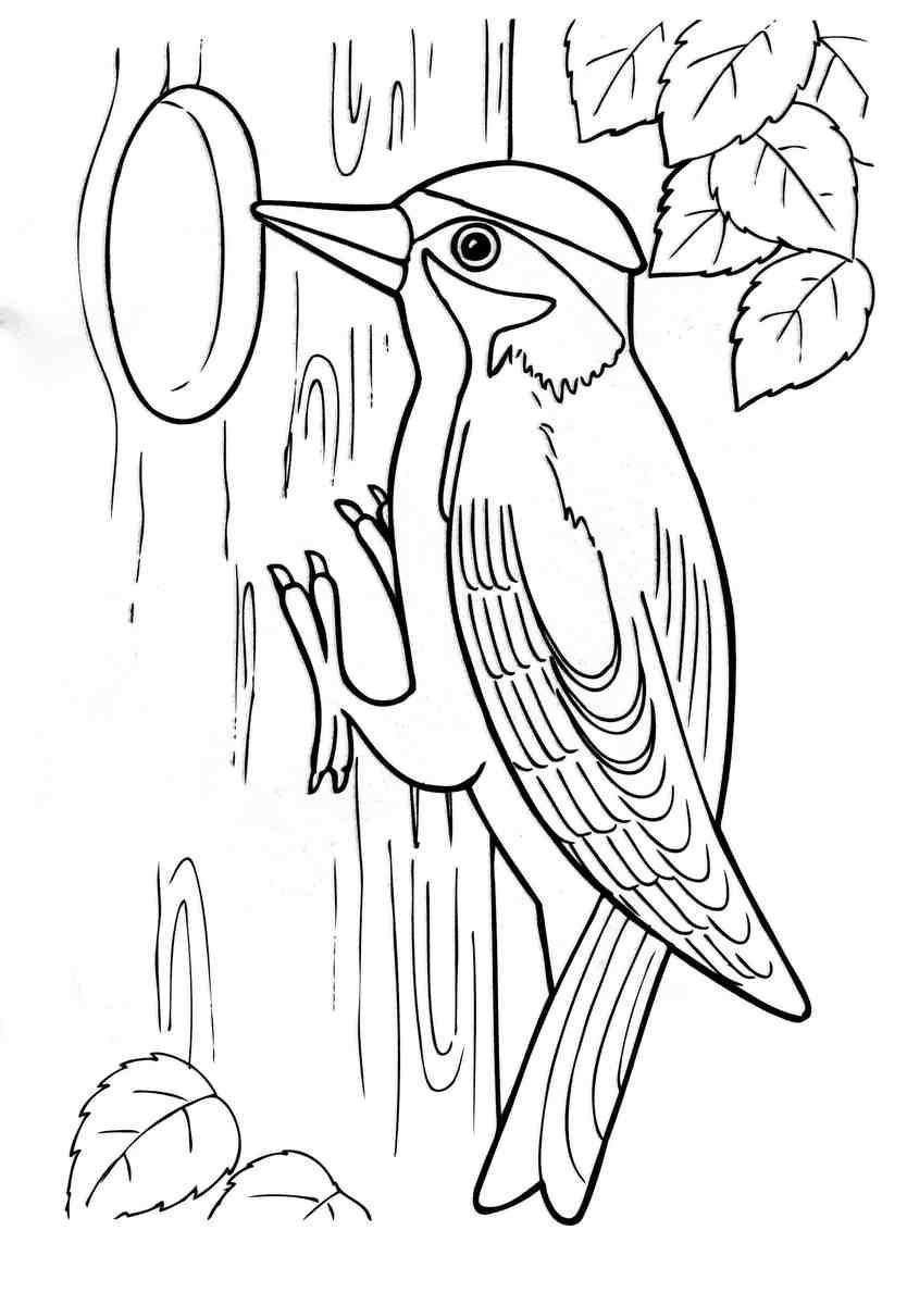 Раскраски лесные животные природа дятел птица дерево (лесные, животные, развивающие)