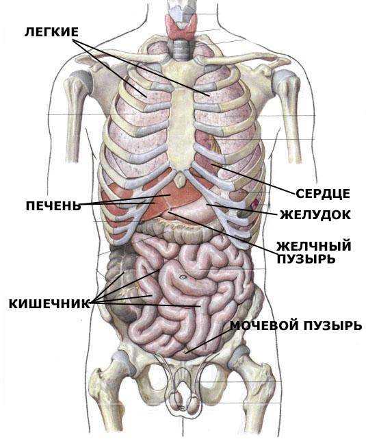 Раскраска анатомии человека - желудок (анатомия, пособие, органы, желудок)