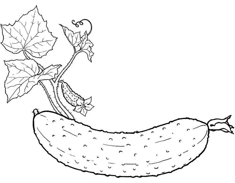 Раскраски огурцов для детей