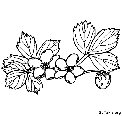 Раскраска растений для малышей (цветы, растения)