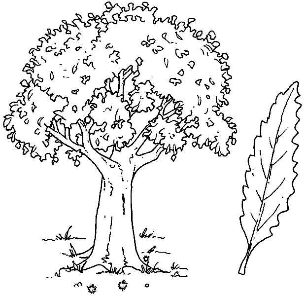 Раскраски с деревьями для детей