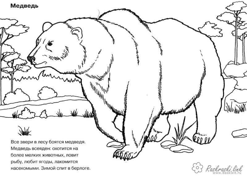 Раскраска лесных животных для детей (животные)
